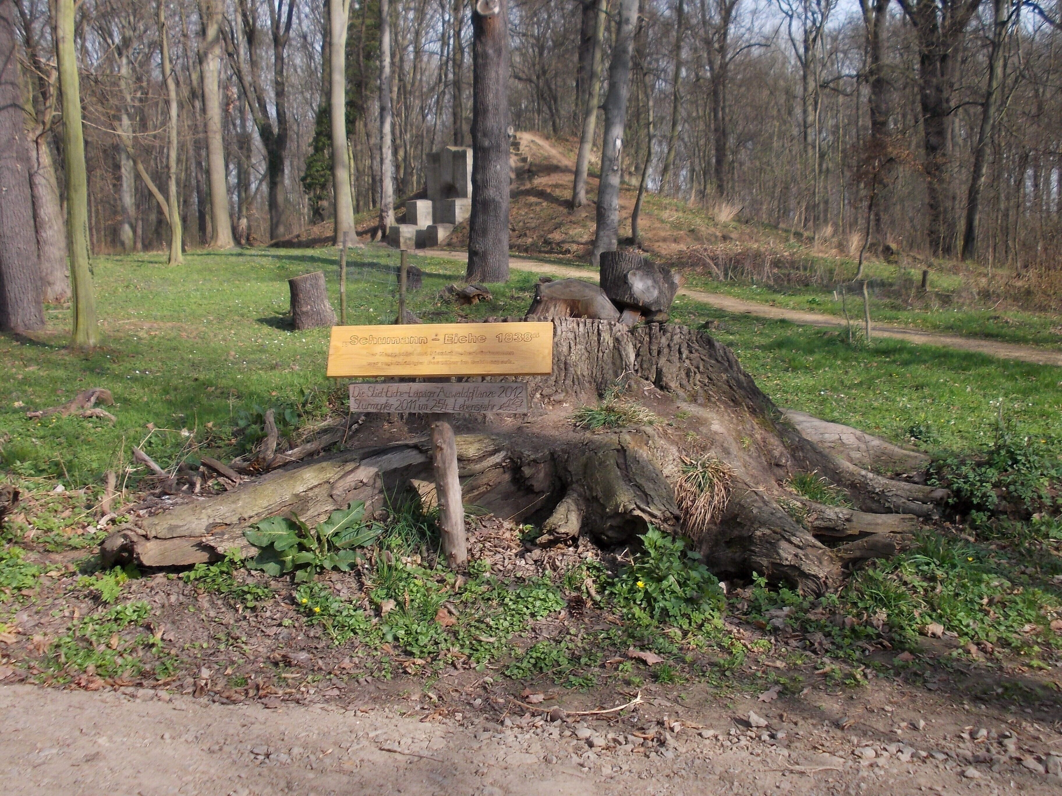 Stump of the Robert Schumann Oak in the gardens of Lützschena Castle (Leipzig, Saxony), destroyed by a storm on 2011