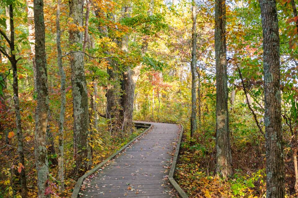A wooden boardwalk through a forest with autumn-colored leaves.