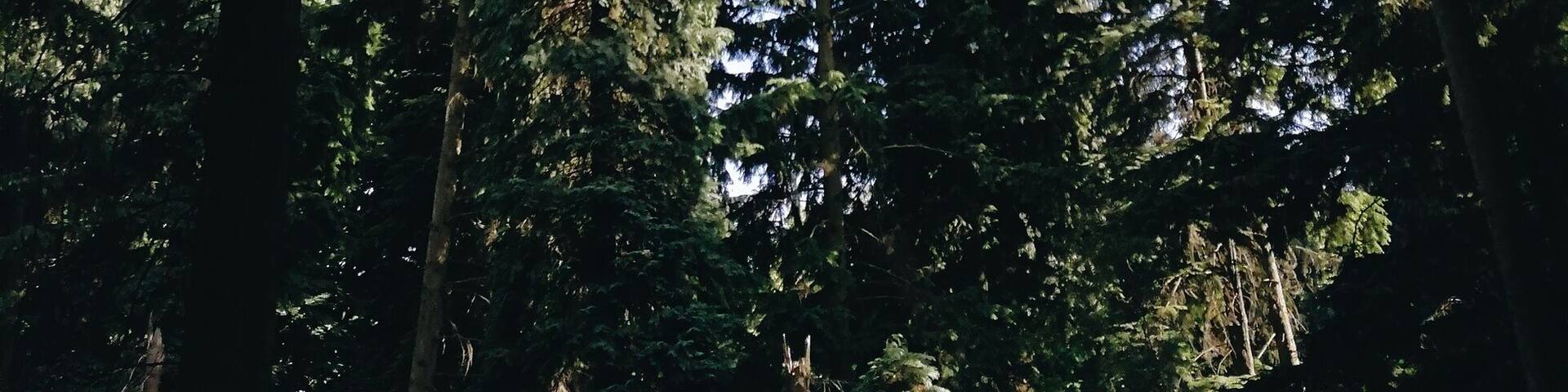 Beautiful spot in the vast lake and wild woods expanse in this region 🌲🌲🌲