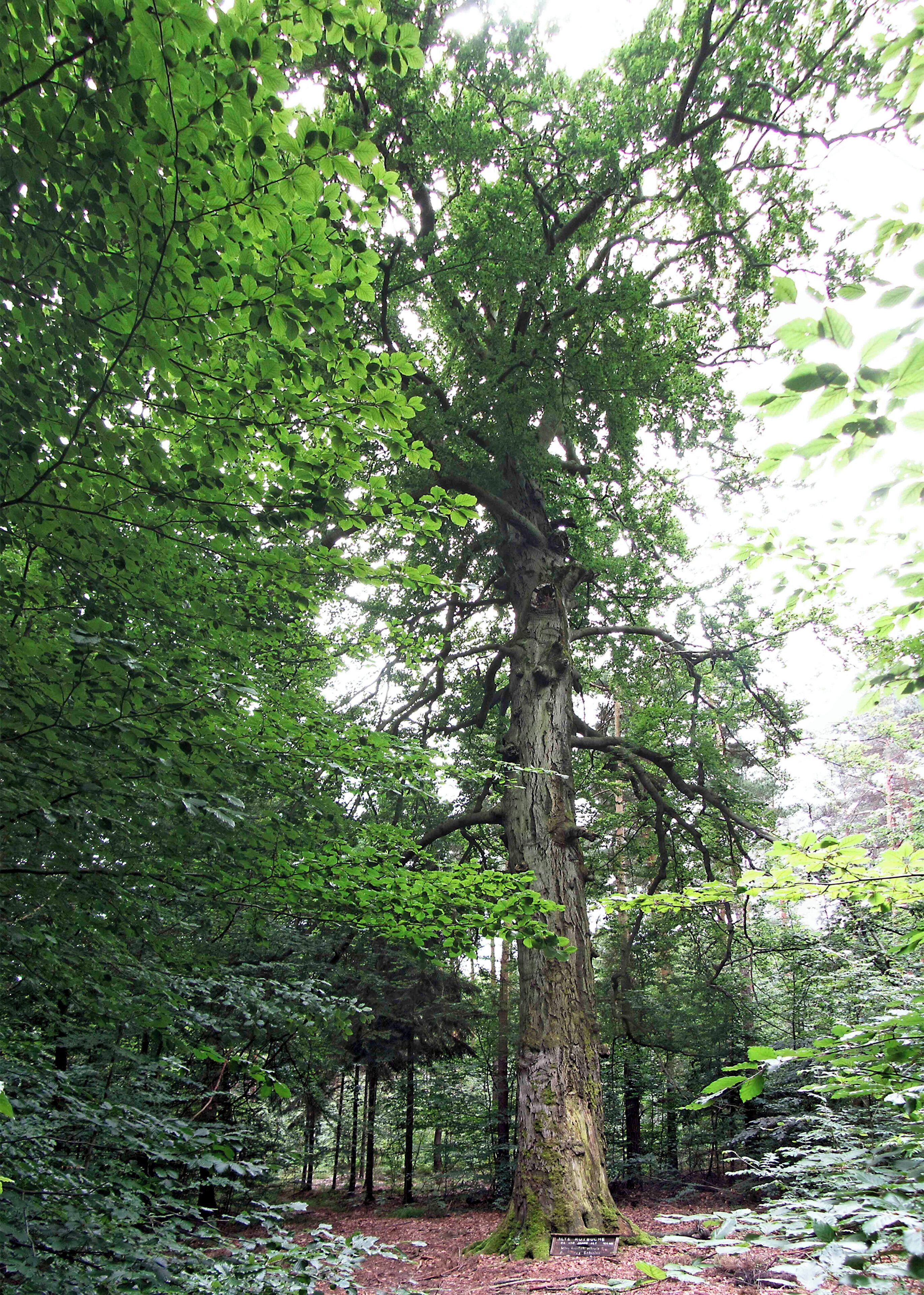 Alte Rotbuche ca. 400 Jahre alt in der Dahlener Heide bei Bucha neben der Quelle Immergrün