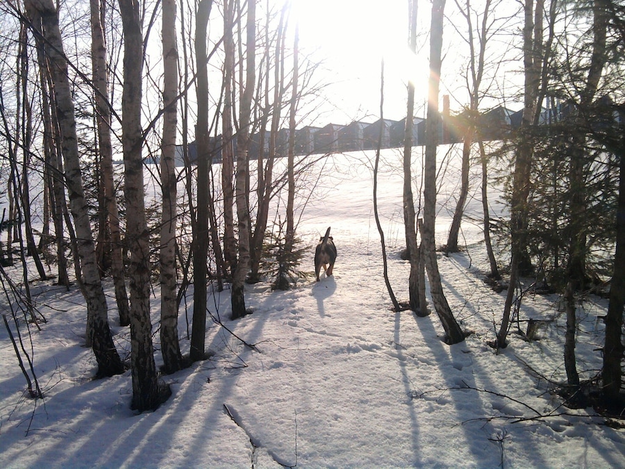 Un perro caminando por un bosque nevado con árboles desnudos y un puente al fondo.