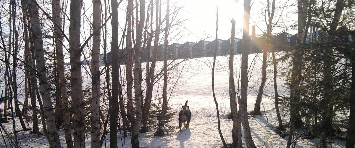 A dog walking through a snowy forest with bare trees and a bridge in the background.