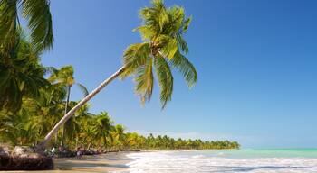 Maceio showing tropical scenes, waves and general coastal views