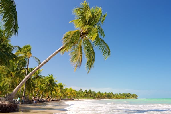 A beach with palm trees, ocean waves, and clear blue sky.