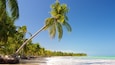 A beach with palm trees, ocean waves, and clear blue sky.