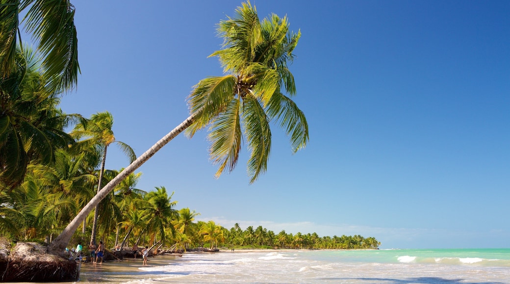 Playa Ipioca mostrando escenas tropicales, una playa y olas