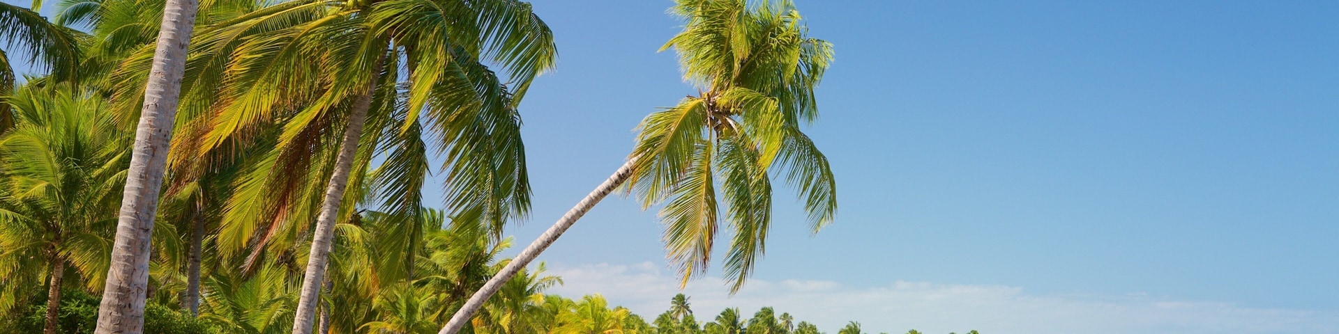 Maceio which includes tropical scenes, a sandy beach and general coastal views