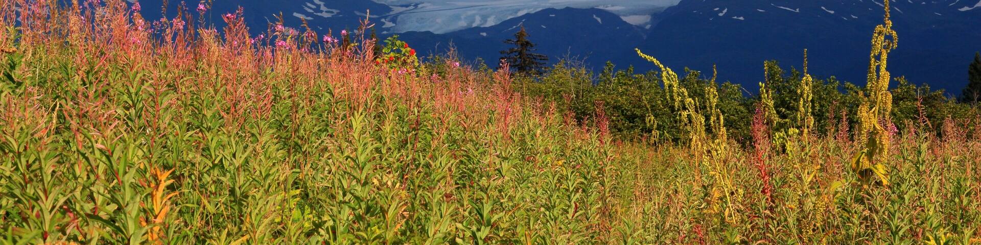 Beautiful area to hike and enjoy the Alaskan outdoors!