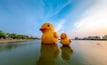 Floating yellow rubber ducks at sunset on the Nong Prajak lake at Udon Thani, Thailand.
