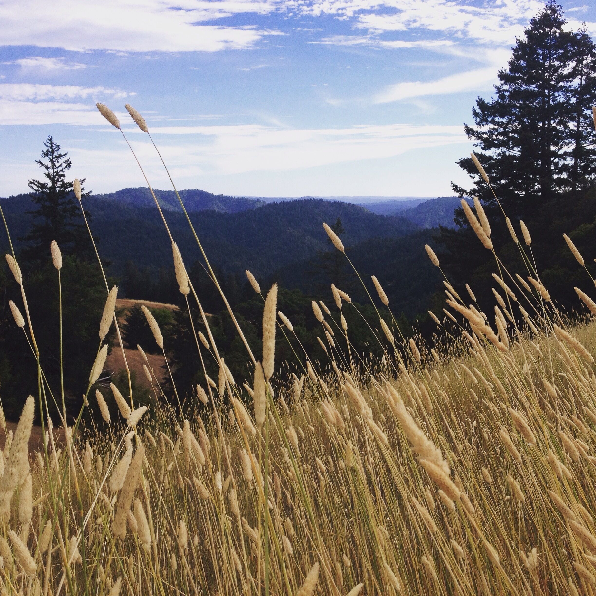 Tall grass and a mountain range in the background.