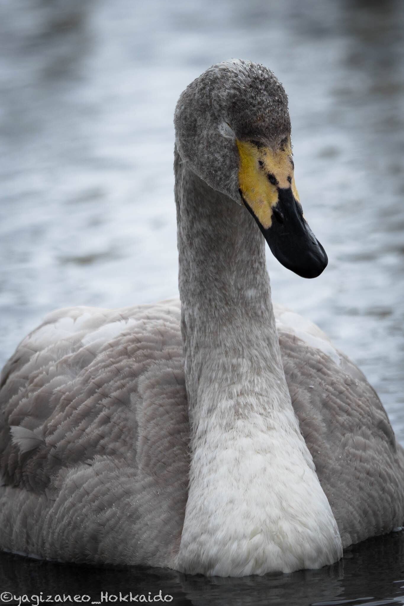 Young Whopper Swan. #young #swan #hokkaido #lakekussharo