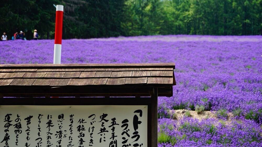 A wooden structure with a sign in Japanese, surrounded by a field of purple flowers.