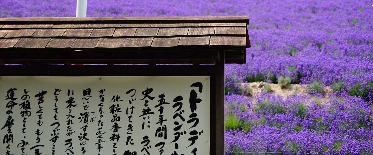 Una estructura de madera con un letrero en japonés, rodeada por un campo de flores moradas.