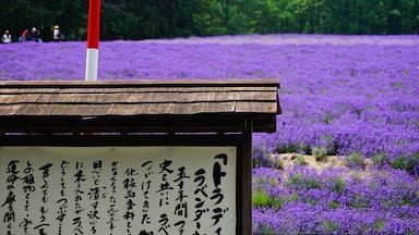 Una estructura de madera con un letrero en japonés, rodeada por un campo de flores moradas.