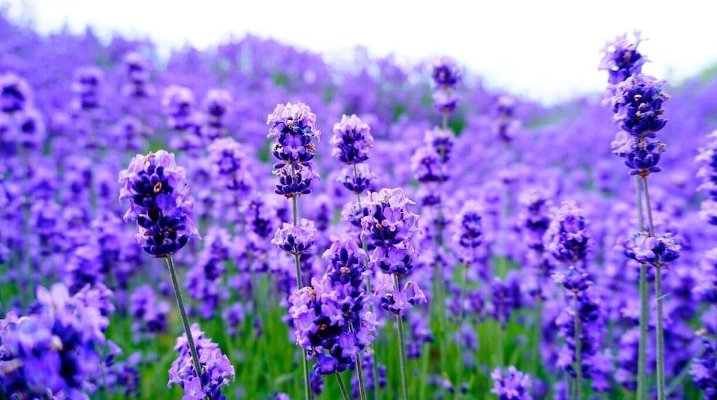 Lavender farm