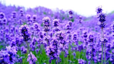 Lavender fields with tall purple flowers.