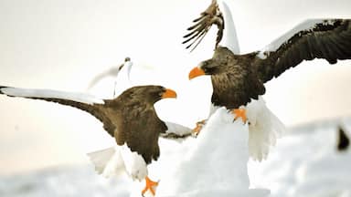 Awakened by the action in the snow #snow #animal #eagle #wildlife