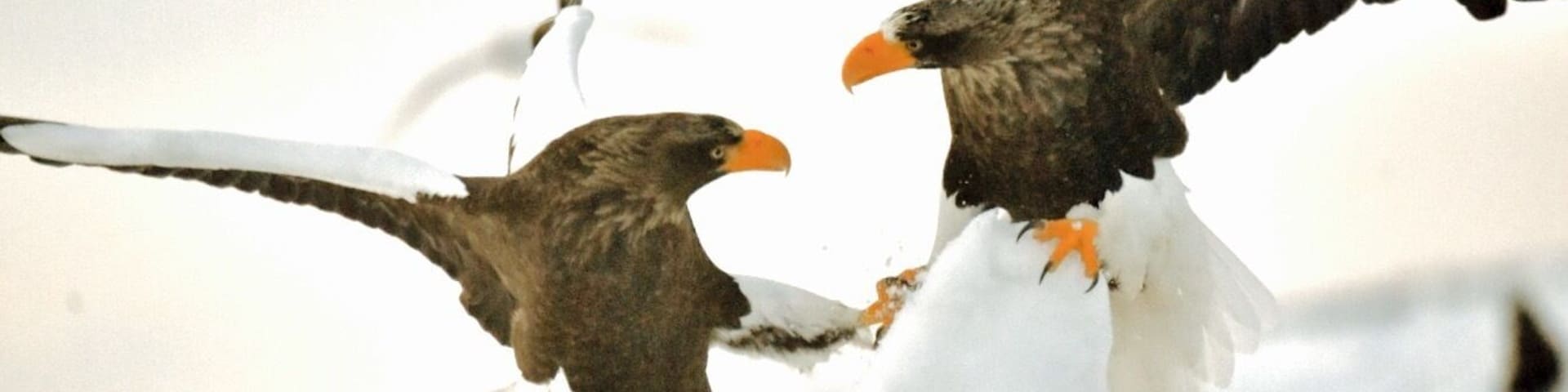 Awakened by the action in the snow #snow #animal #eagle #wildlife