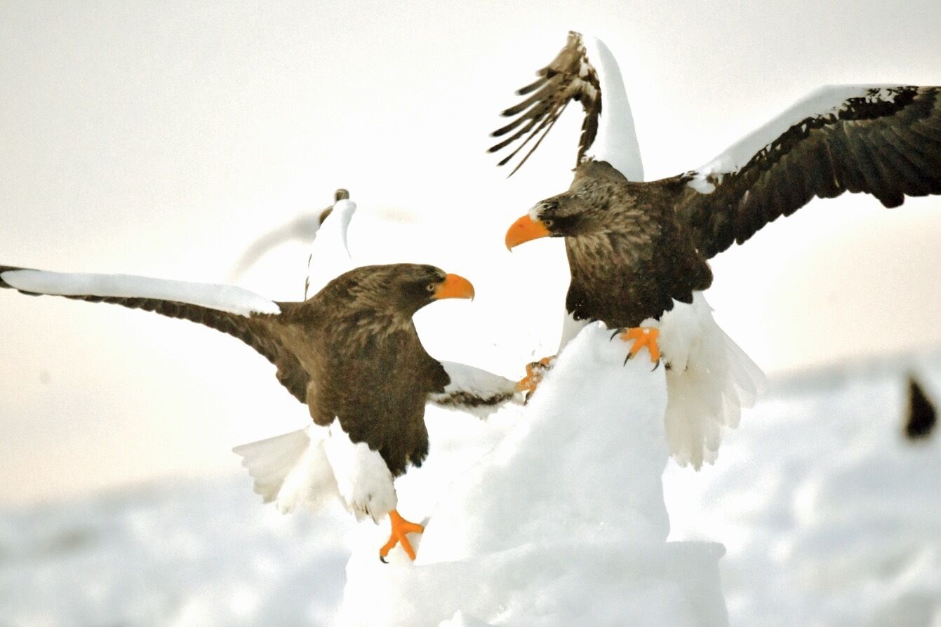Two birds with orange beaks and talons perched on a snowy surface.