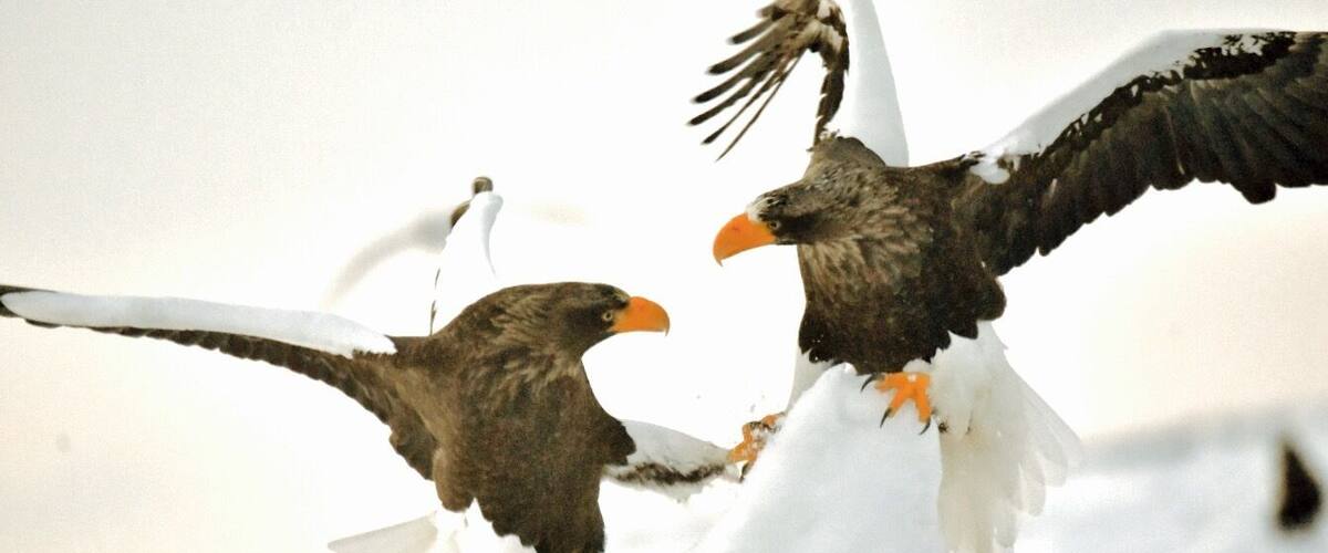 Two birds with orange beaks and talons perched on a snowy surface.