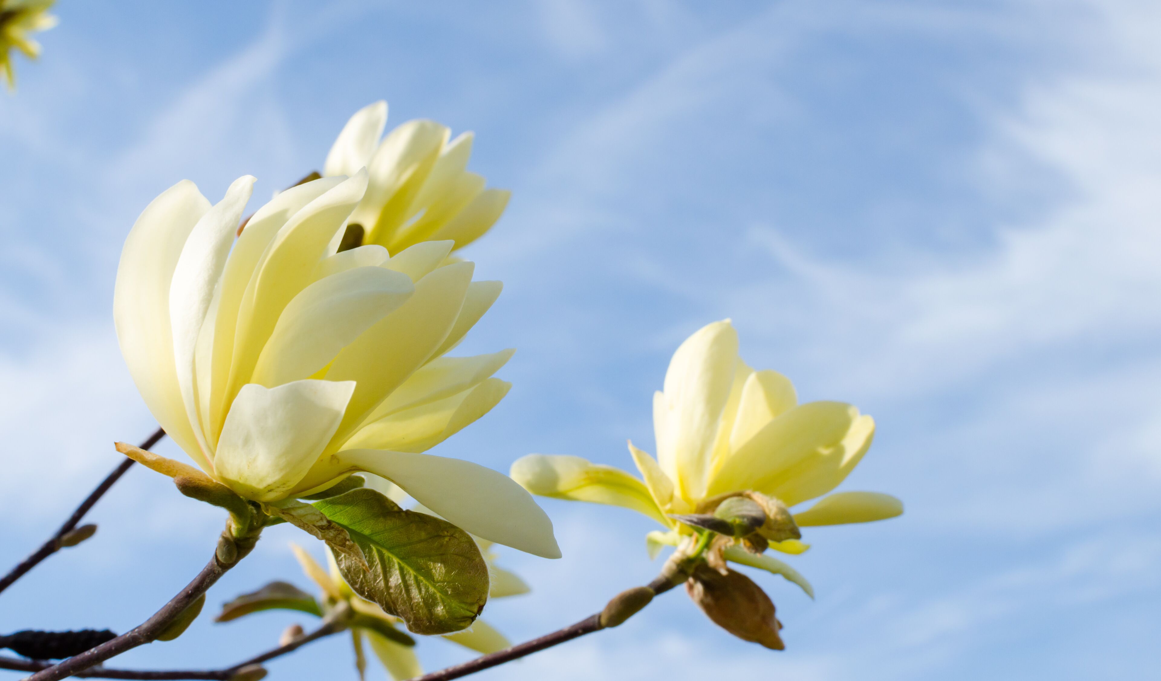 Blooming yellow magnolia "Daphne"