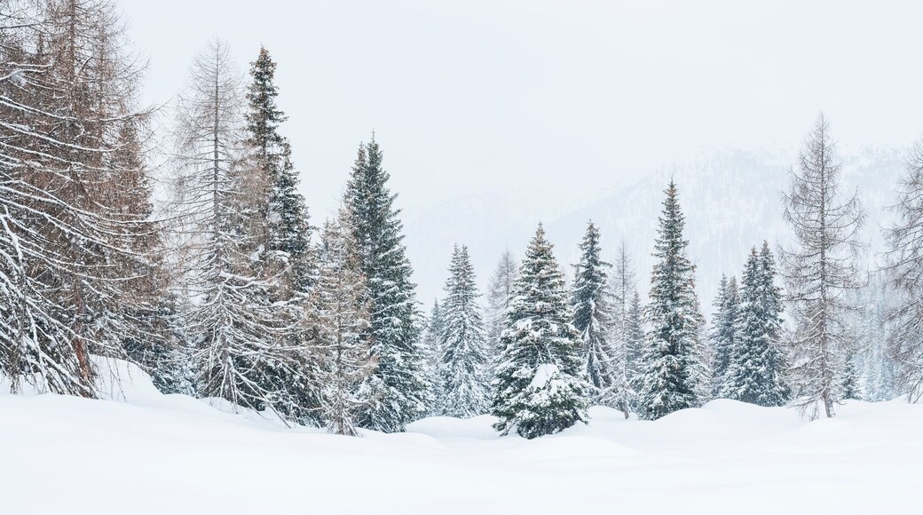 Snowy landscape with evergreen and bare trees. Fuciade Valley, San Pellegrino Pass, Trentino, Italy. The scene is serene and blanketed in white.