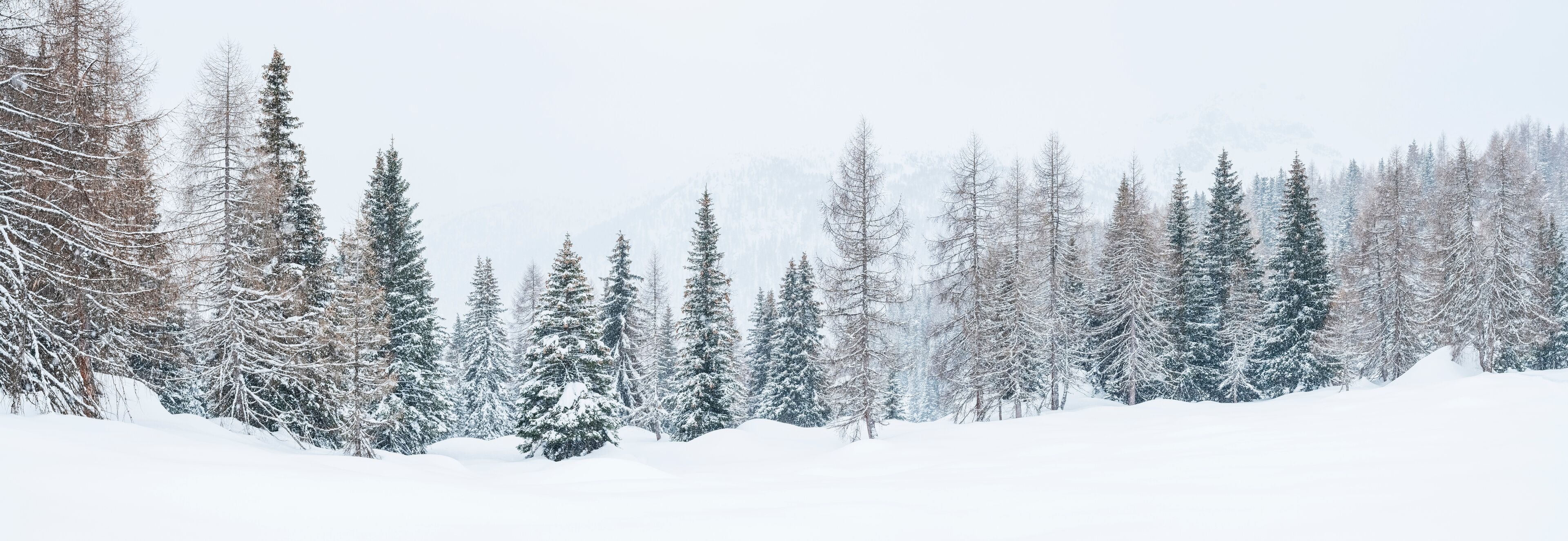 A snowy forest with tall evergreen trees and a blanket of snow covering the ground.