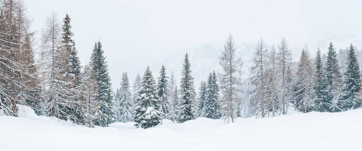 A snowy forest with tall evergreen trees and a blanket of snow covering the ground.