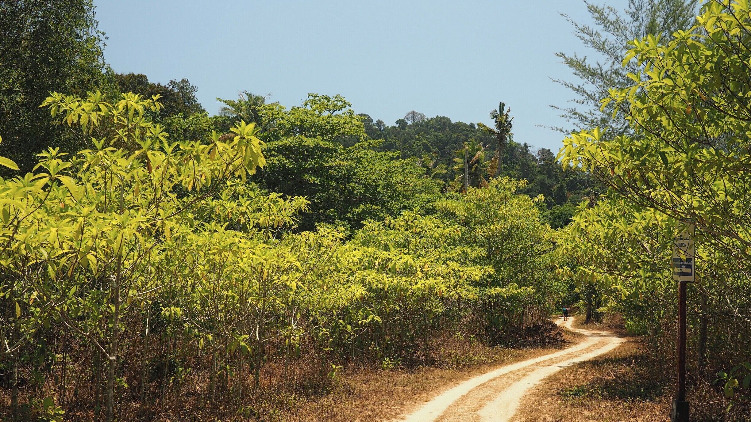 Away from Ko Kradan's amazing beach, you can opt for a jungle experience by staying at the Lost Paradise Resort rather than one of the beach-side resorts. This photo shows the 400m path that leads from the beach to the resort.