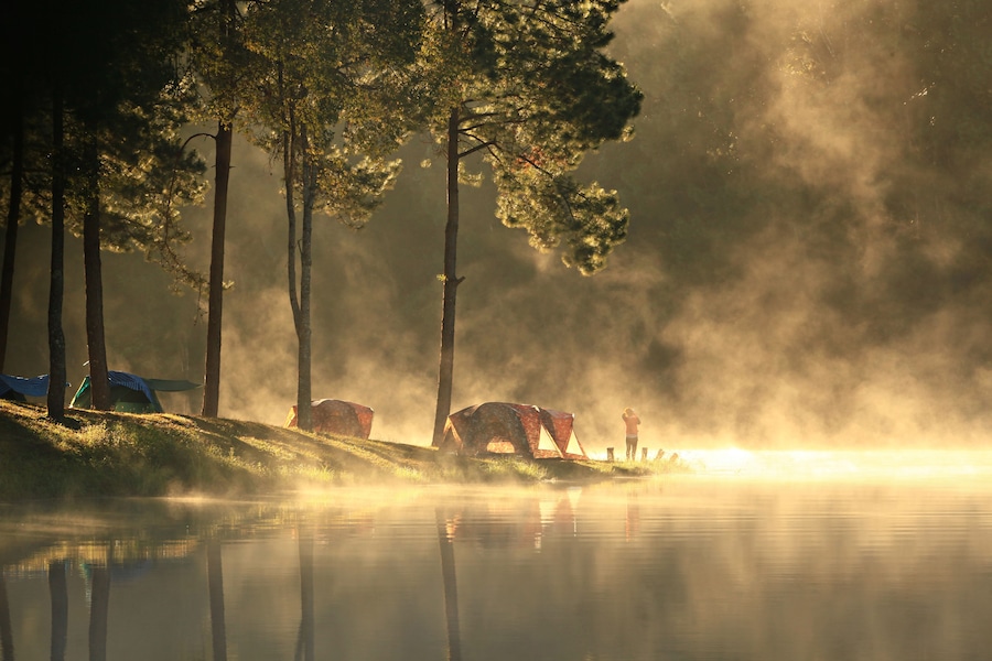 A misty forest with trees and a lake.