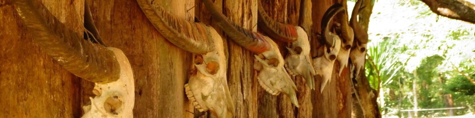 Una estructura de madera con grandes cuernos y cráneos de animales montados.