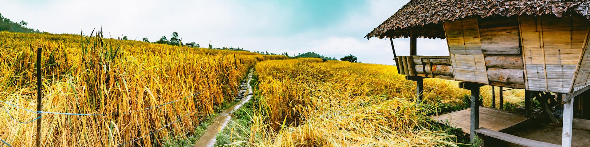 Landscape of Rice terraces on mountain at Ban Pa Pong Piang, Doi inThanon, Chiang Mai, Thailand