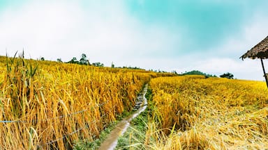 Landscape of Rice terraces on mountain at Ban Pa Pong Piang, Doi inThanon, Chiang Mai, Thailand