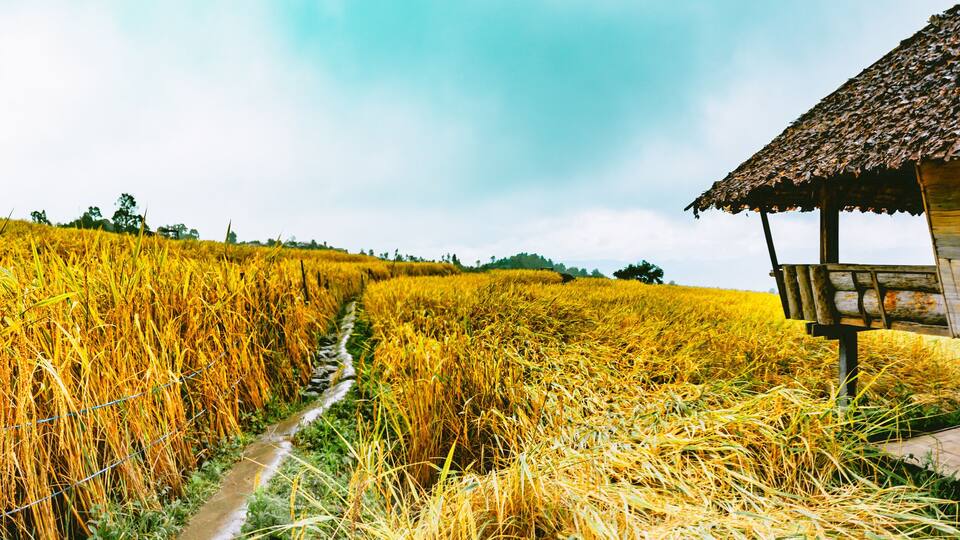 A wooden house with a thatched roof amidst a golden wheat field.