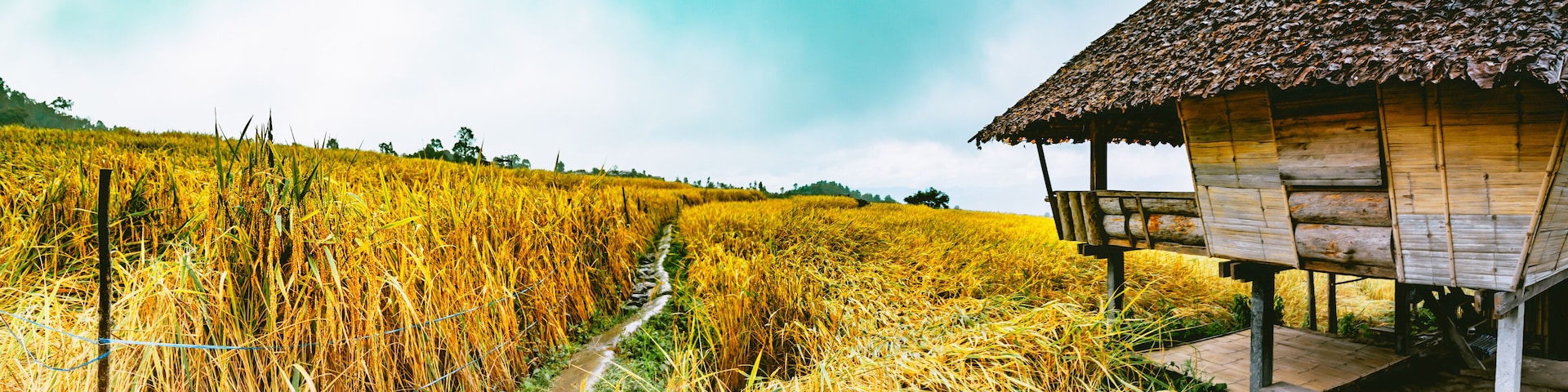 Landscape of Rice terraces on mountain at Ban Pa Pong Piang, Doi inThanon, Chiang Mai, Thailand