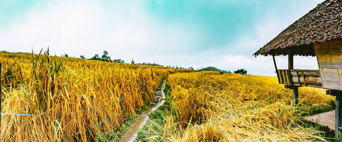 A wooden house with a thatched roof amidst a golden wheat field.