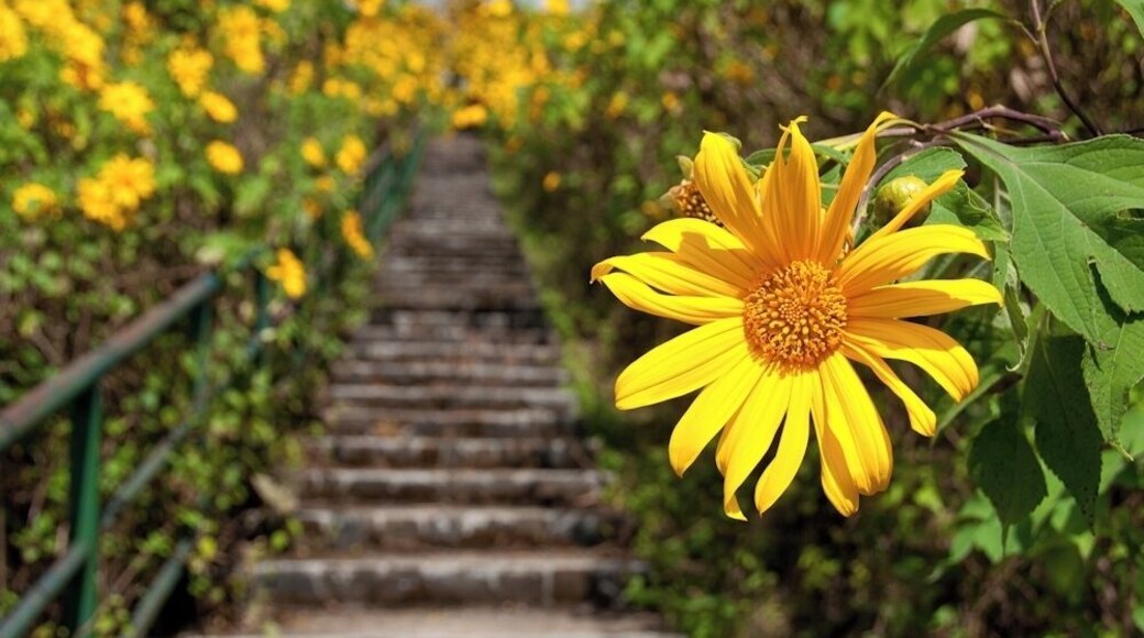 Mexican sunflower fields in Thailand!
Beautiful landscape.