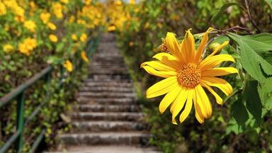 Mexican sunflower fields in Thailand!
Beautiful landscape.