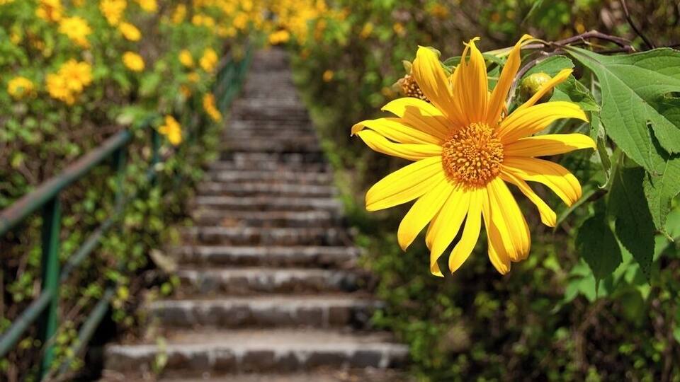 A staircase surrounded by yellow flowers and green foliage.