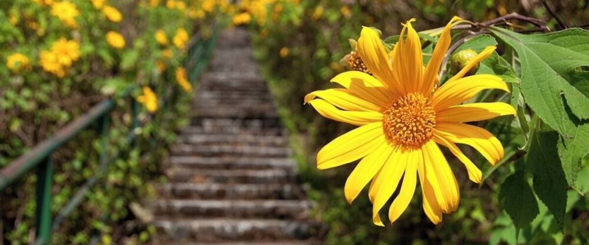 A staircase surrounded by yellow flowers and green foliage.