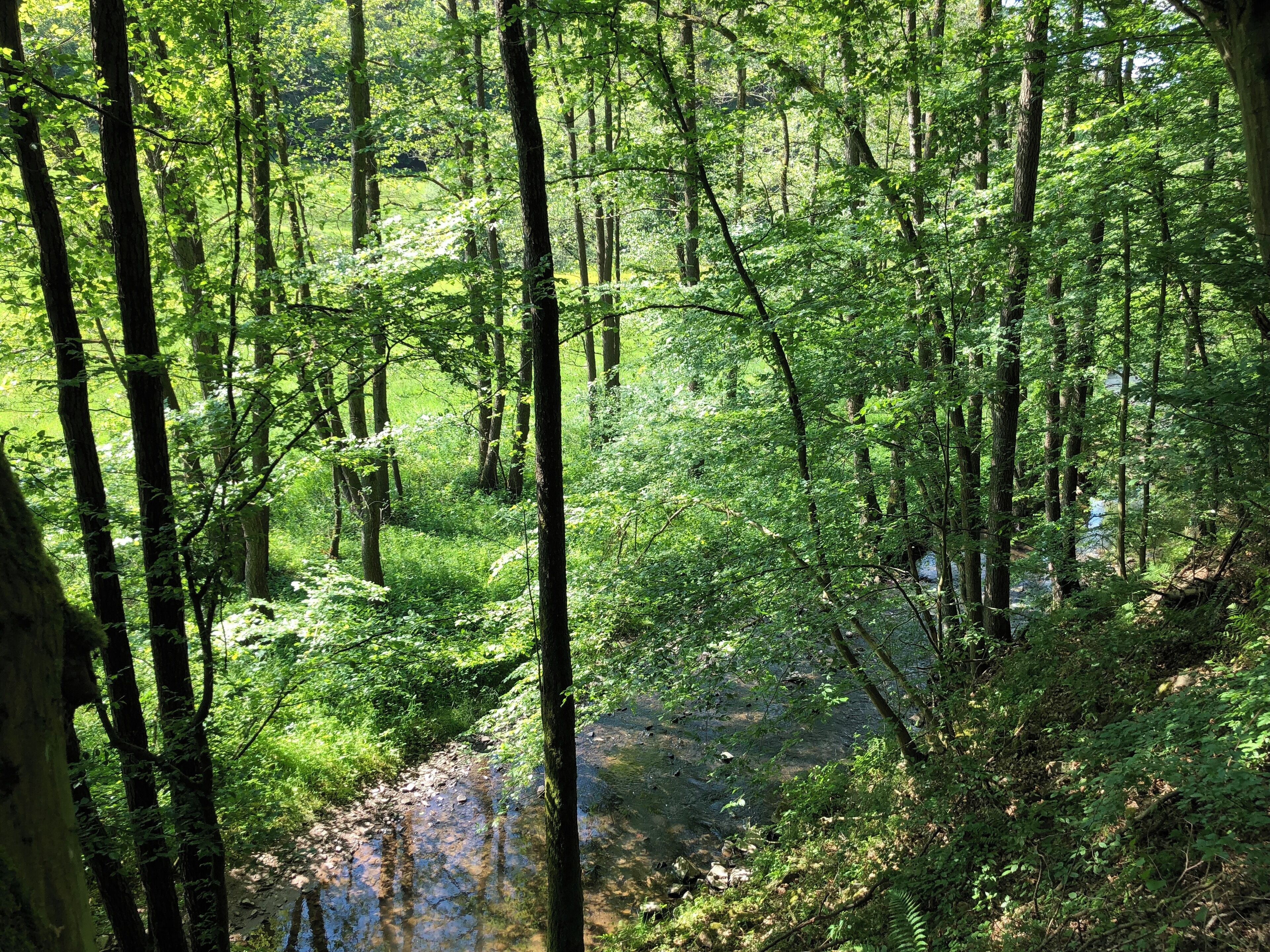Bilder zwischen der Mündung des Lengelbach und der Huhnsmühle.