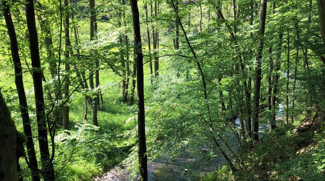 Bilder zwischen der Mündung des Lengelbach und der Huhnsmühle.
