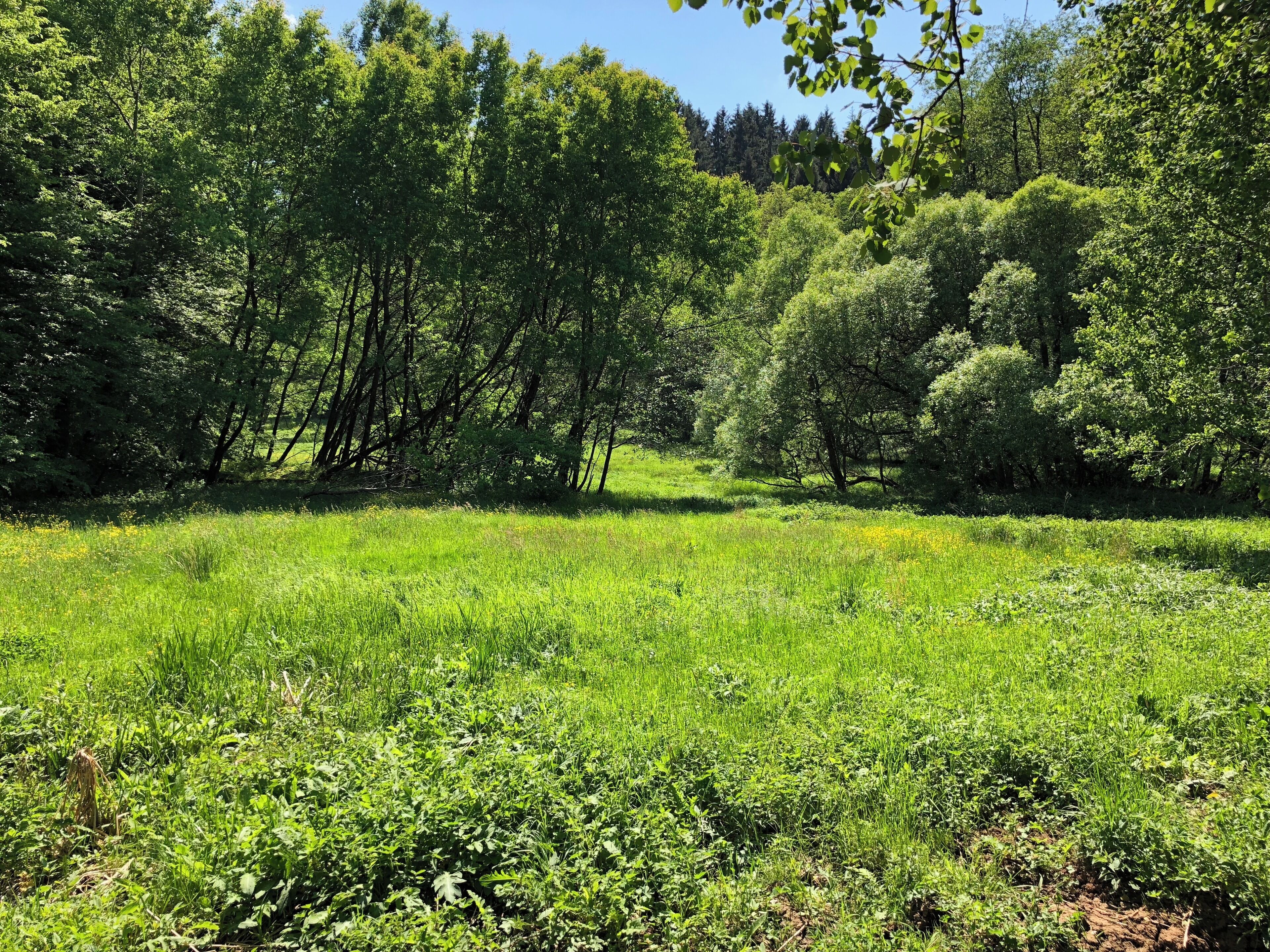 Bilder zwischen der Mündung des Lengelbach und der Huhnsmühle.