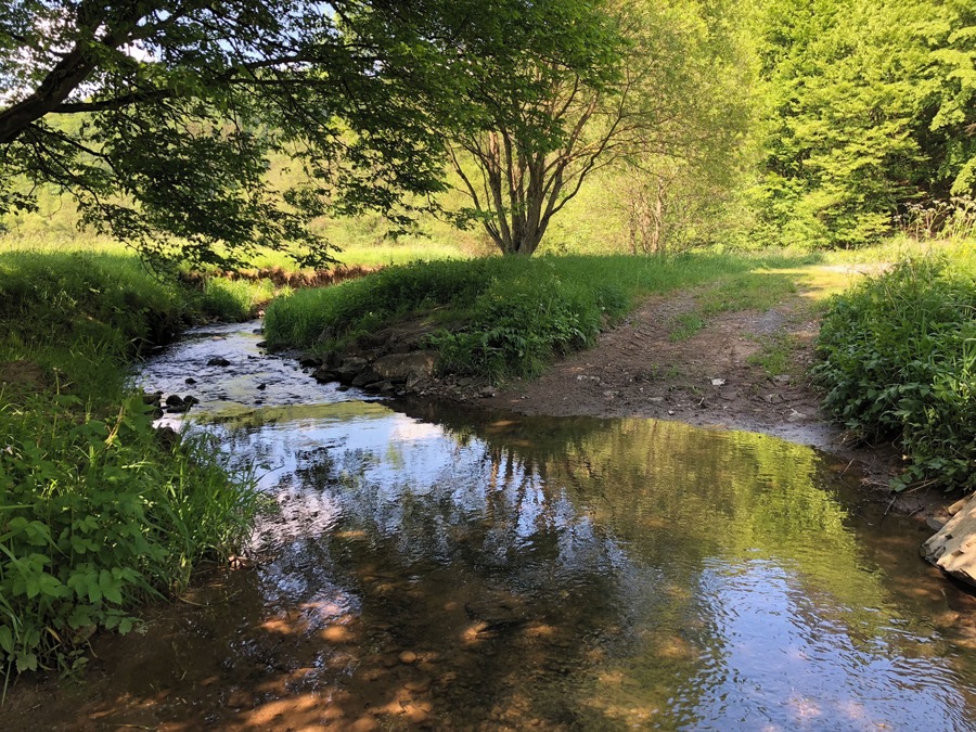 A small stream with clear water, surrounded by lush greenery and trees.