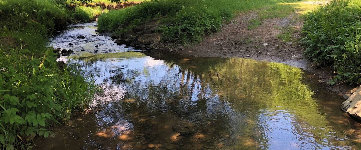 A small stream with clear water, surrounded by lush greenery and trees.
