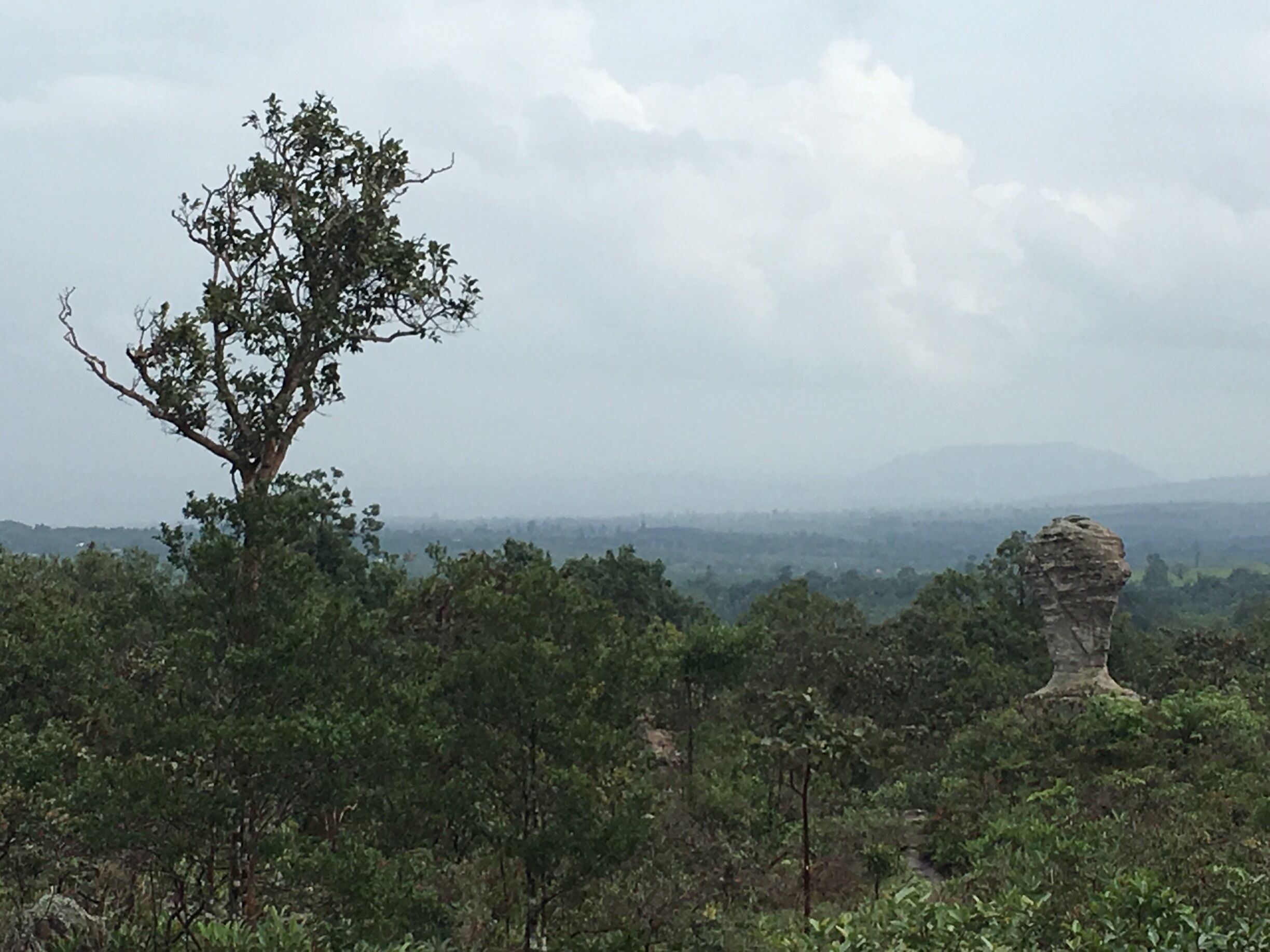 A solitary tree and a rock formation in a hilly landscape.
