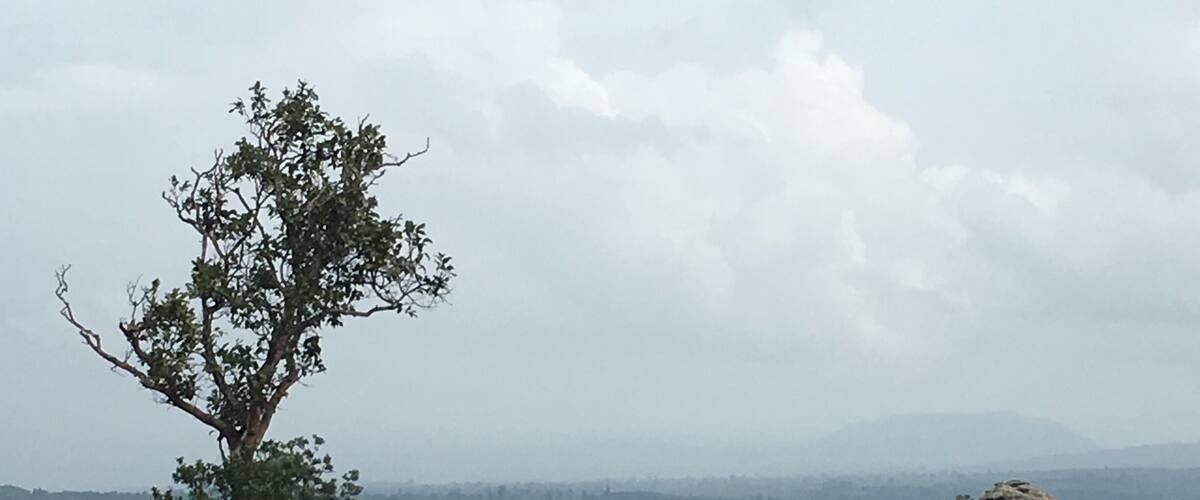 A solitary tree and a rock formation in a hilly landscape.