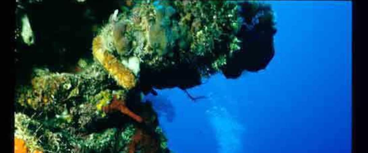 #Endlesssummer Great wall diving on Little Cayman. Colorful sponges, lots of fish and beautiful tropical waters.