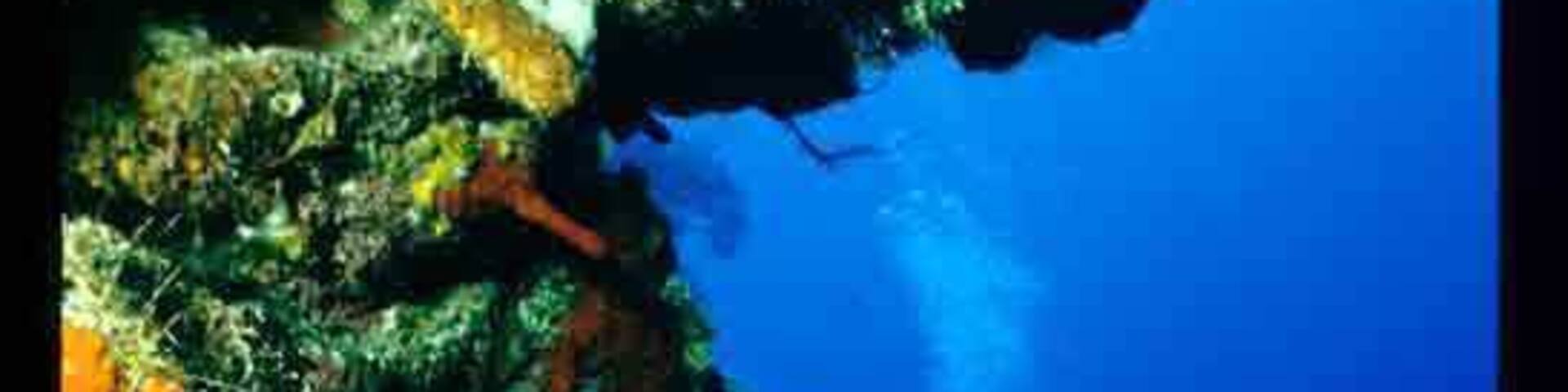 #Endlesssummer Great wall diving on Little Cayman. Colorful sponges, lots of fish and beautiful tropical waters.