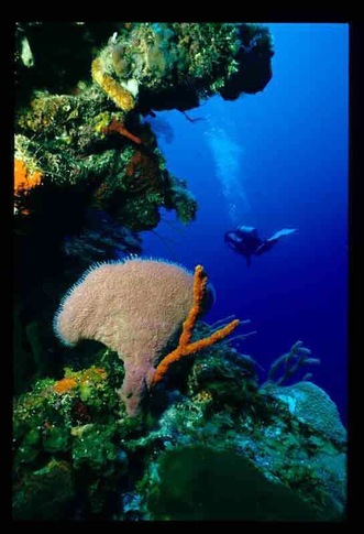 #Endlesssummer Great wall diving on Little Cayman. Colorful sponges, lots of fish and beautiful tropical waters.